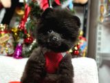 Safkan Pomeranian Boo Teddy Yavrularımız