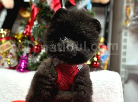 Safkan Pomeranian Boo Teddy Yavrularımız görsel