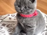 Mükemmel Geneti̇k  Duman Gri̇  Di̇k Ve Kirik Kulak