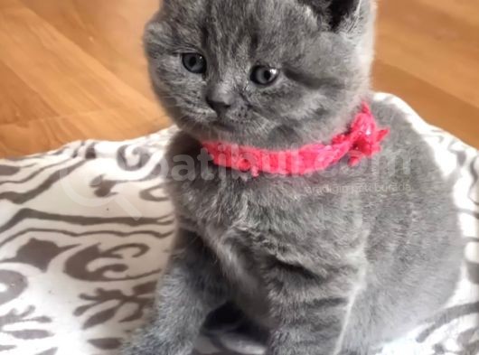 Mükemmel Geneti̇k  Duman Gri̇  Di̇k Ve Kirik Kulak görsel