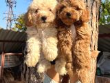 Apricot Ve Red Poodle Bebeklerimiz