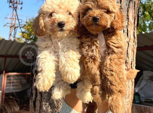 Apricot Ve Red Poodle Bebeklerimiz görsel