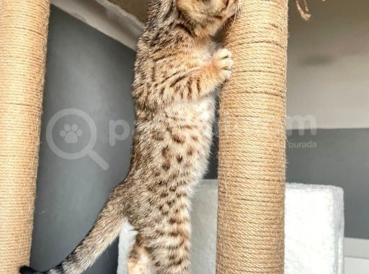 Savannah X Bengal Hybrid görsel