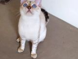Snow Bengal Dişi 8 Aylık