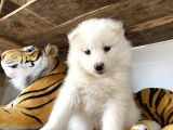 Ruhsatlı Köpek Çifliğinden (Burkem) Samoyed Yavrular