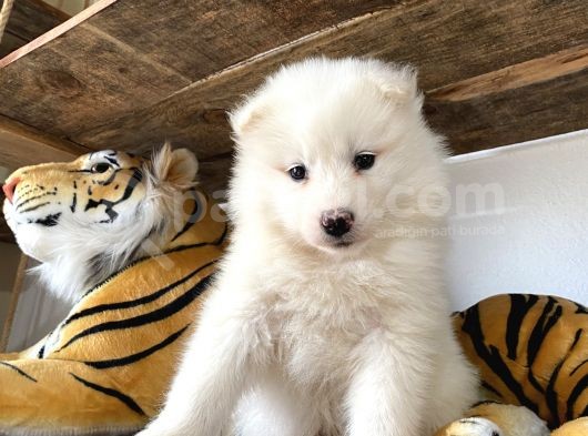 Ruhsatlı Köpek Çifliğinden (Burkem) Samoyed Yavrular görsel