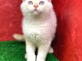 Muhteşem Güzelli̇kte Scottish Fold Red Point Yavrumuz