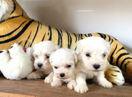 Ruhsatlı Köpek Çiftliğinden (Burkem) Maltes Terrier Yavrular görsel