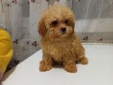Dişi Irk Ve Kilo Garantili Maltipoo