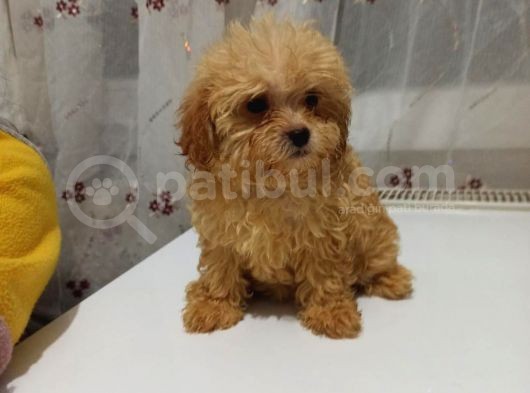 Dişi Irk Ve Kilo Garantili Maltipoo görsel