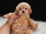 Dişi Irk ve Kilo Garantili Maltipoo