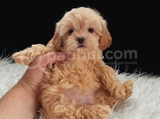 Dişi Irk Ve Kilo Garantili Maltipoo