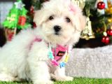 Sıfır Numara Mini Boy Maltese Yavrular