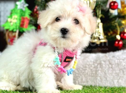 Sıfır Numara Mini Boy Maltese Yavrular görsel