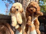 Apricot ve Red Poodle Bebeklerimiz