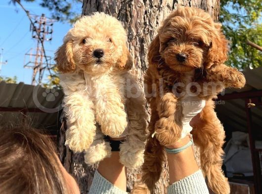 Apricot Ve Red Poodle Bebeklerimiz