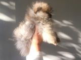 Erkek Teacup Pomeranian Boo