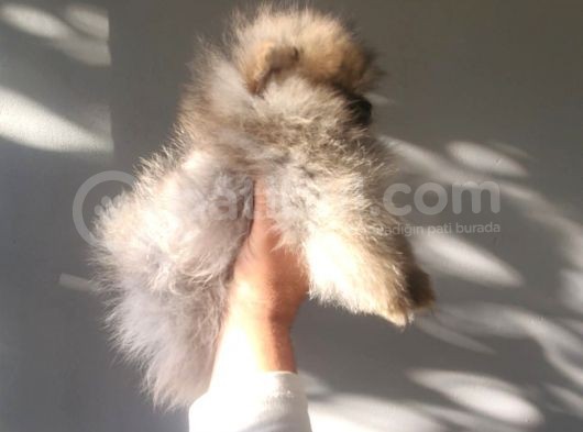 Erkek Teacup Pomeranian Boo görsel