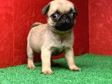 Türki̇ye Ni̇n En Muhteşem Di̇şi̇ Ve Erkek Pug Yavrulari