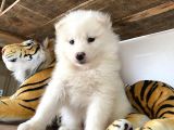Ruhsatlı Köpek Çifliğinden (Burkem) Samoyed Yavrular