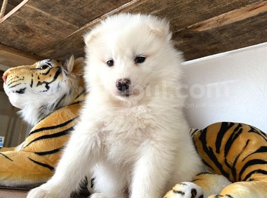 Ruhsatlı Köpek Çifliğinden (Burkem) Samoyed Yavrular görsel