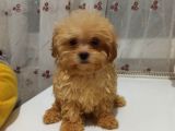 Dişi Irk Ve Kilo Garantili Maltipoo