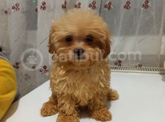 Dişi Irk Ve Kilo Garantili Maltipoo görsel