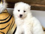 Ruhsatlı Köpek Çifliğinden (Burkem) Samoyed Yavrular