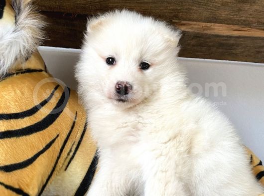 Ruhsatlı Köpek Çifliğinden (Burkem) Samoyed Yavrular görsel