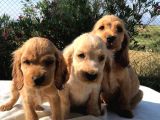 Evi̇ni̇zi̇n Yeni̇ Neşesi̇ Cocker Yavrulari