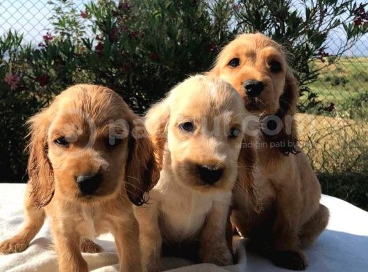 Evi̇ni̇zi̇n Yeni̇ Neşesi̇ Cocker Yavrulari