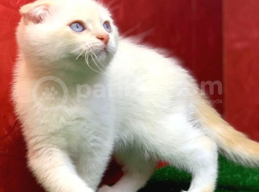 Muhteşem Güzelli̇kte Scottish Fold Red Point Yavrumuz görsel