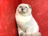 Erkek Blue Point Scottish Fold Yavrumuz