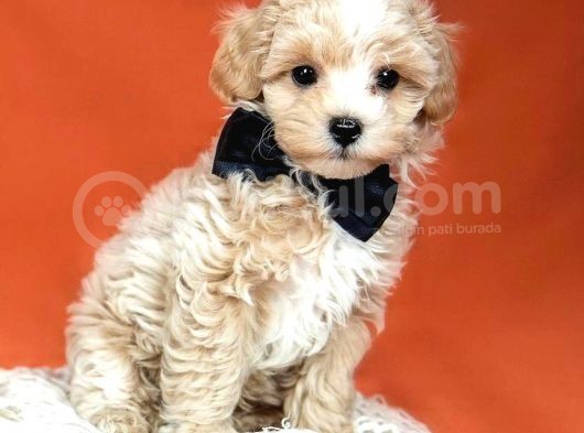 Mükemmel Malti̇poo Yavrulari