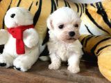 Ruhsatlı Köpek Çiftliğinden (Burkem) Maltes Terrier Yavrular