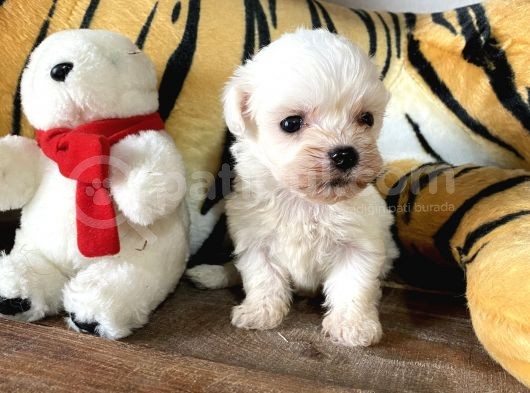 Ruhsatlı Köpek Çiftliğinden (Burkem) Maltes Terrier Yavrular görsel