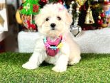 Sıfır Numara Mini Boy Maltese Yavrular
