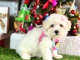 Sıfır Numara Mini Boy Maltese Yavrular