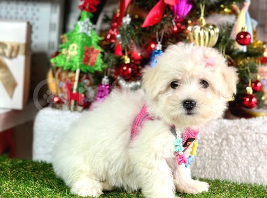 Sıfır Numara Mini Boy Maltese Yavrular görsel