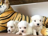 Ruhsatlı Köpek Çiftliğinden (Burkem) Maltes Terrier Yavrular