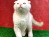 Muhteşem Güzelli̇kte Scottish Fold Red Point Yavrumuz