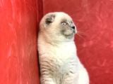 Erkek Blue Point Scottish Fold Yavrumuz