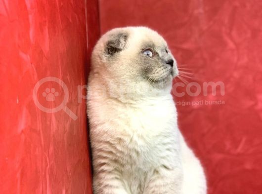 Erkek Blue Point Scottish Fold Yavrumuz görsel