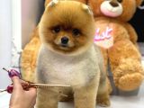Orjinal Pomeranian Boo