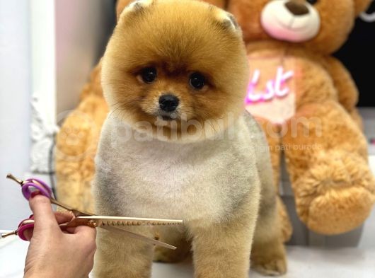 Orjinal Pomeranian Boo
