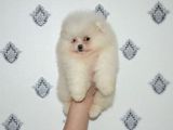 Teddy Face Boo Pomeranian Yavrular