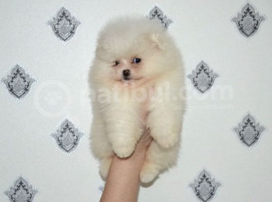 Teddy Face Boo Pomeranian Yavrular görsel