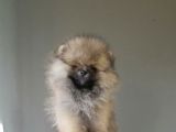 Erkek Teacup Pomeranian Boo