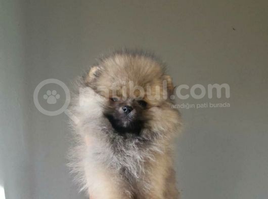 Erkek Teacup Pomeranian Boo görsel