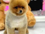 Orjinal Pomeranian Boo